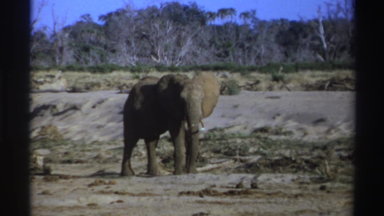 1969 South Africa 8mm frame showing an elephant with tusks on dusty ground against sparse trees and blue sky.