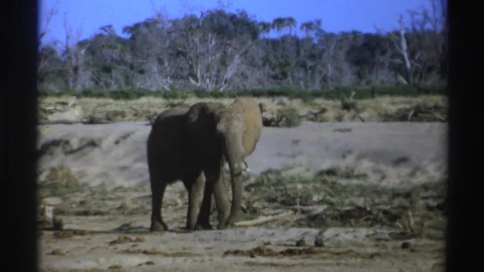 1969 South Africa 8mm frame of an elephant facing forward on dry land, with sparse vegetation and trees beyond.