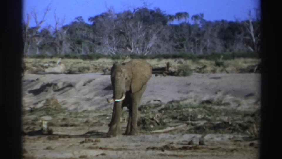 1969 South Africa 8mm frame showing a front-facing elephant with tusks in a dry wildlife landscape.
