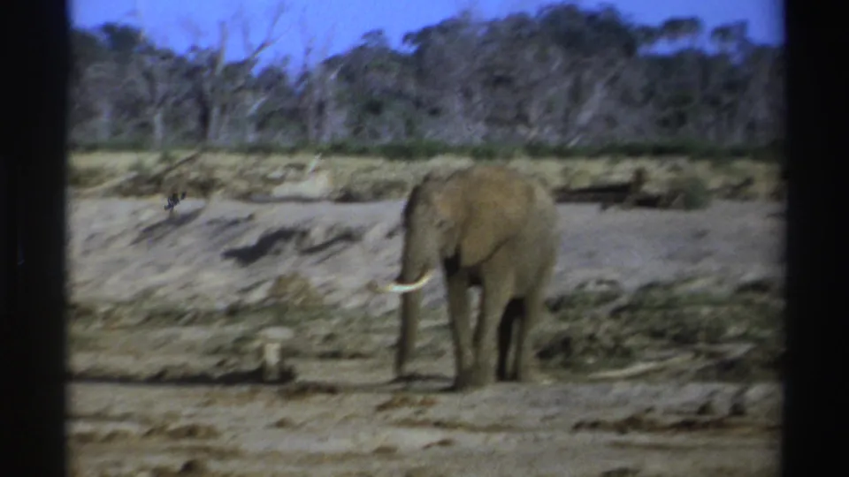 1969 South Africa 8mm frame of an elephant moving slowly across dusty terrain with sparse trees beyond.