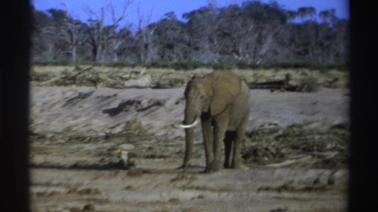 1969 South Africa 8mm frame showing a lone tusked elephant on dry ground with sparse brush, trees, and blue sky in the background.