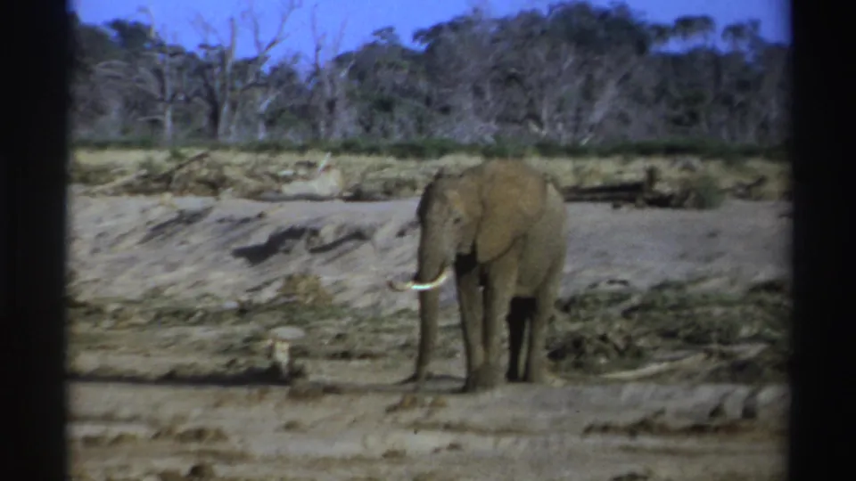 1969 South Africa 8mm frame showing a lone tusked elephant on dry ground with sparse brush, trees, and blue sky in the background.