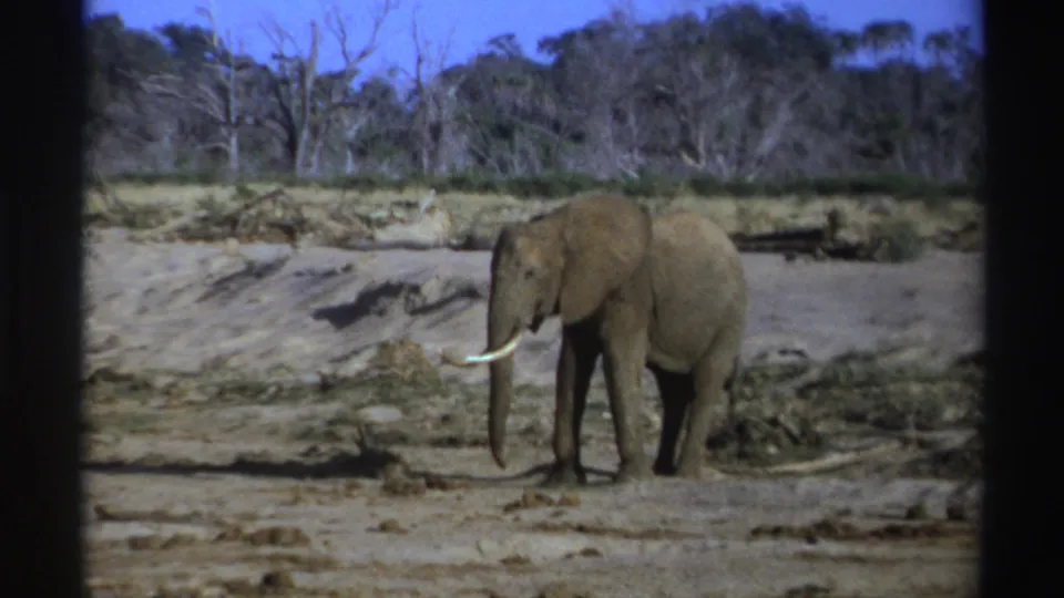 1969 South Africa home-movie frame with a lone elephant and visible tusks standing in an arid riverbed landscape.