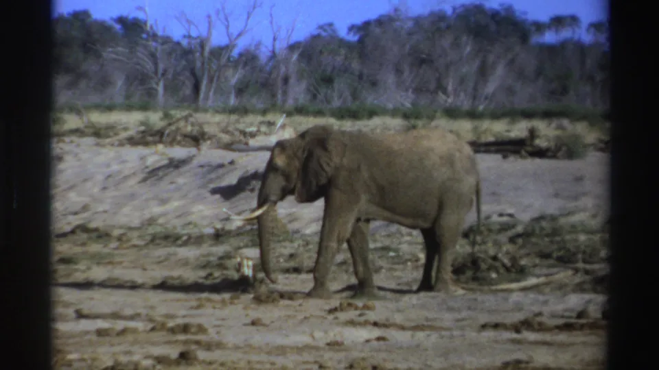 1969 South Africa 8mm frame showing a lone elephant walking left across a dry sandy riverbed below sparse trees.