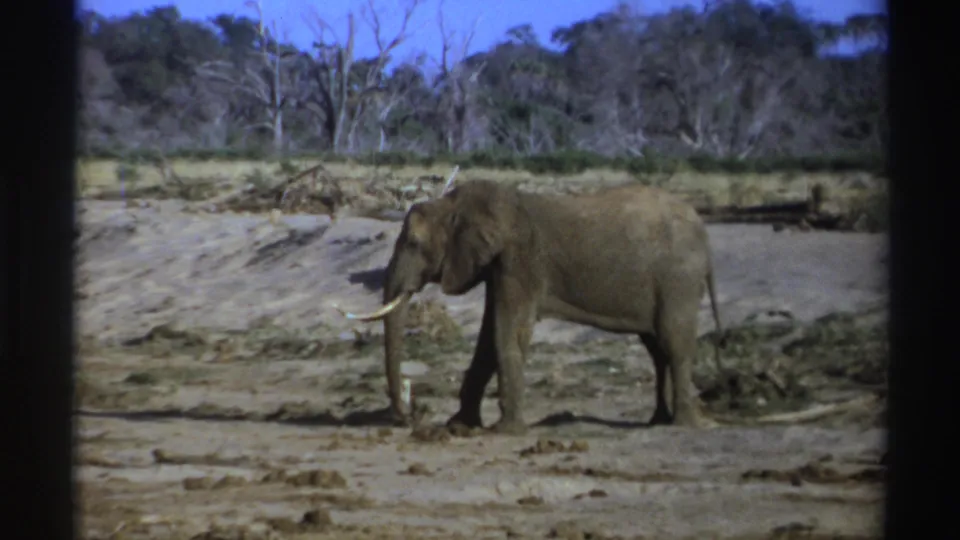1969 South Africa home-movie frame of a tusked elephant moving through a dry riverbed habitat with scrub and trees behind.