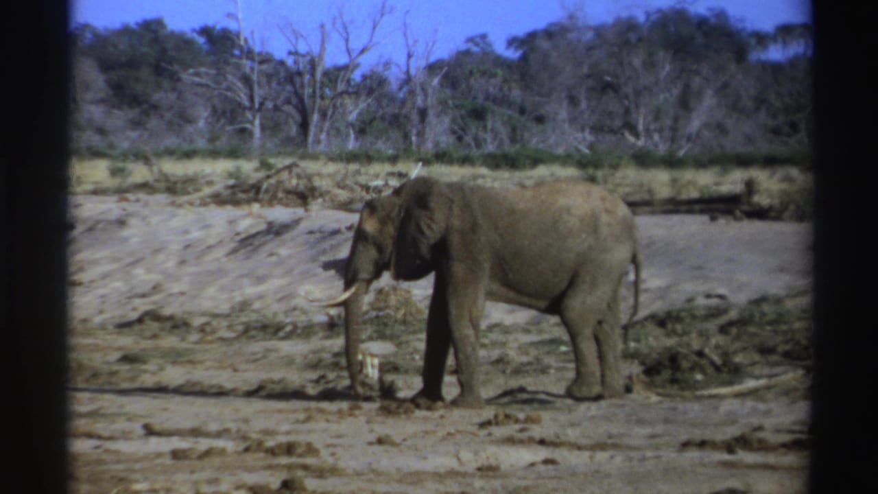1969 South Africa 8mm frame showing an elephant walking left across a dry field with scrub and leafless trees in the background.