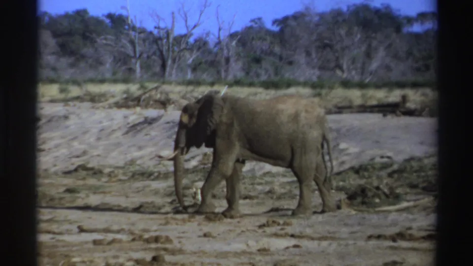 1969 South Africa 8mm frame of an elephant mid-step in a dry landscape bordered by scrub, bare trees, and blue sky.