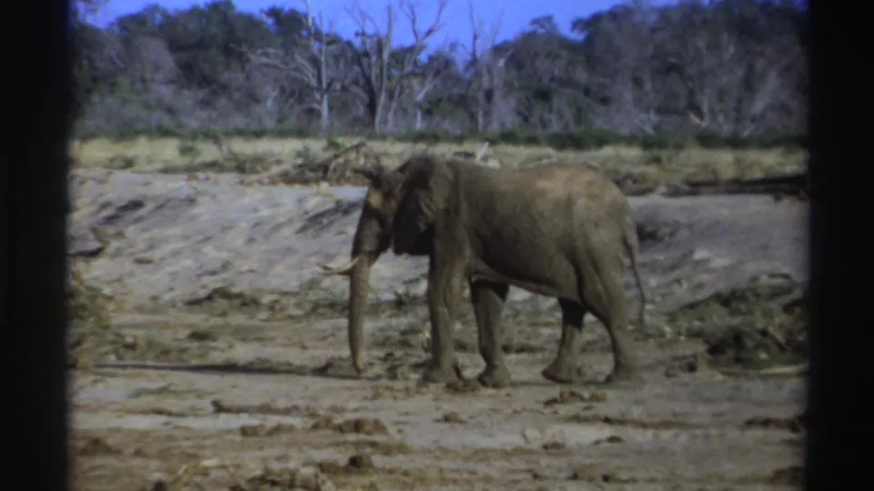 1969 South Africa 8mm frame showing the elephant crossing pale dry ground before a line of scrub and leafless trees.