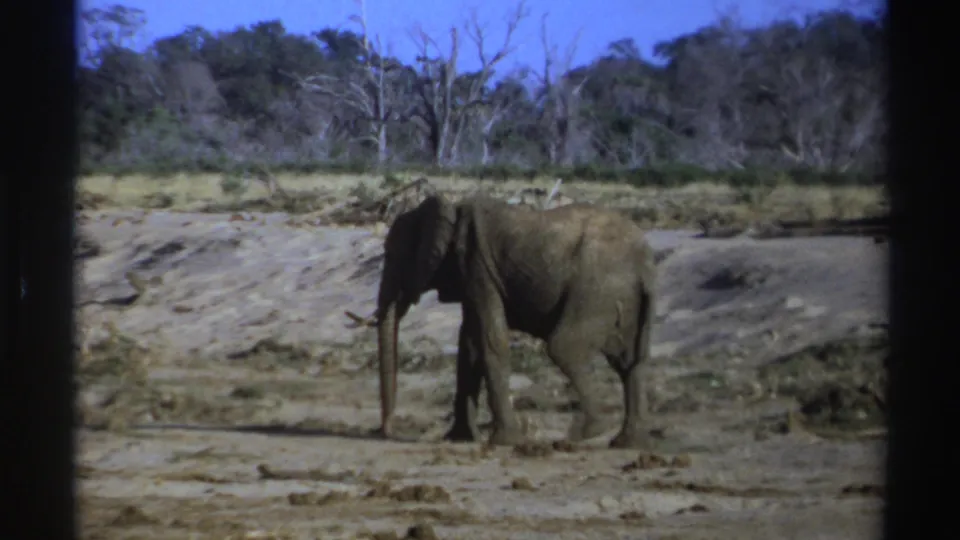 1969 South Africa 8mm frame with the elephant farther left in the shot, walking across dry ground below scrub and bare trees.