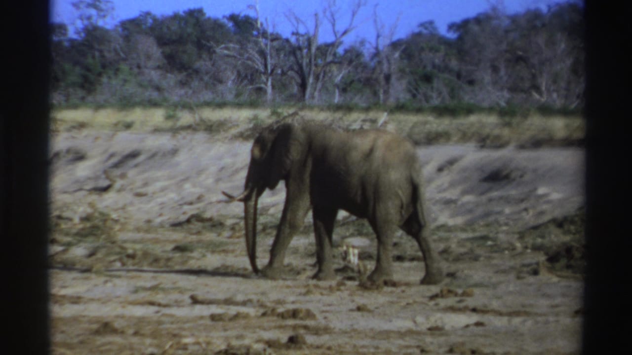 Elephant walking left to right across dry ground with scrub and bare trees behind it.