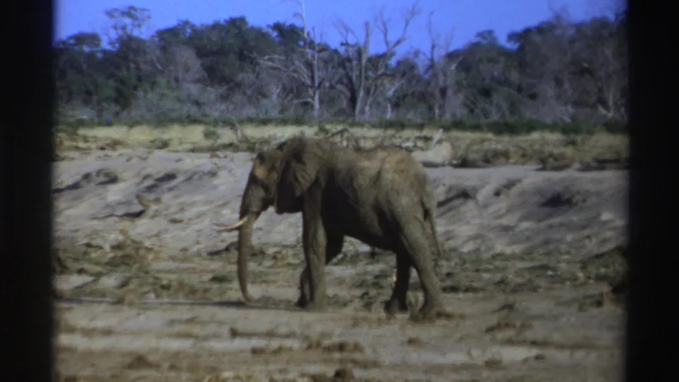 1969 South Africa 8mm frame of an elephant in profile crossing a dry, open area under a blue sky.