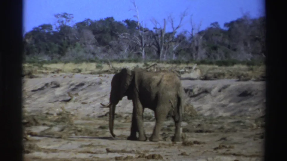 1969 South Africa 8mm frame showing the elephant slowed or standing, trunk lowered near dry vegetation.