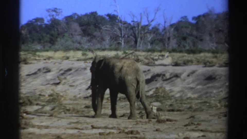 1969 South Africa 8mm frame showing the elephant turning partly toward the camera in a dry bush landscape.