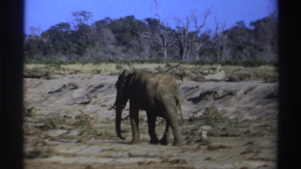 1969 South Africa 8mm frame showing an elephant moving across cracked mud with sparse trees and blue sky in the background.