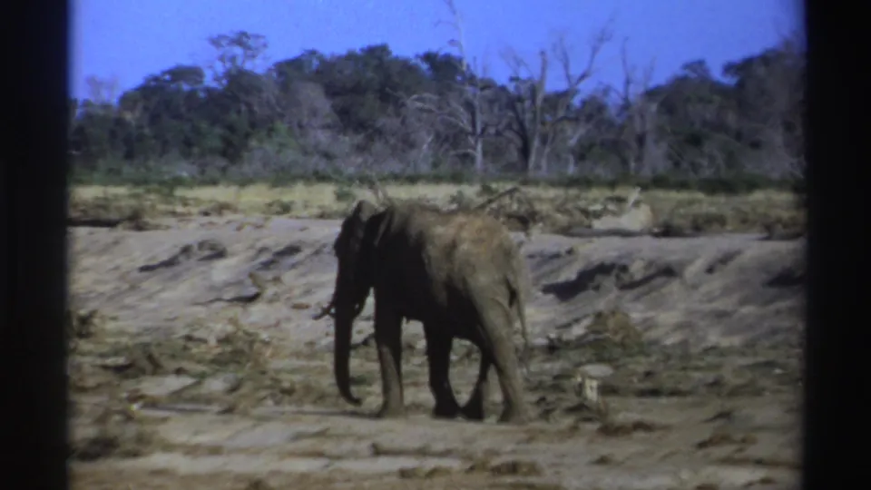 1969 South Africa 8mm frame showing an elephant moving across cracked mud with sparse trees and blue sky in the background.