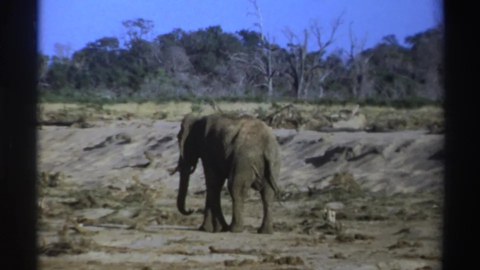 1969 South Africa 8mm frame of an elephant in profile on dry ground, with scrub, bare trees, and blue sky beyond.