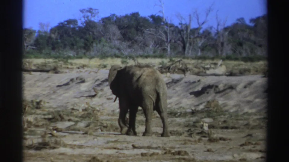 1969 South Africa 8mm frame showing the elephant from the rear as it moves over dry mud toward a sparse tree line.