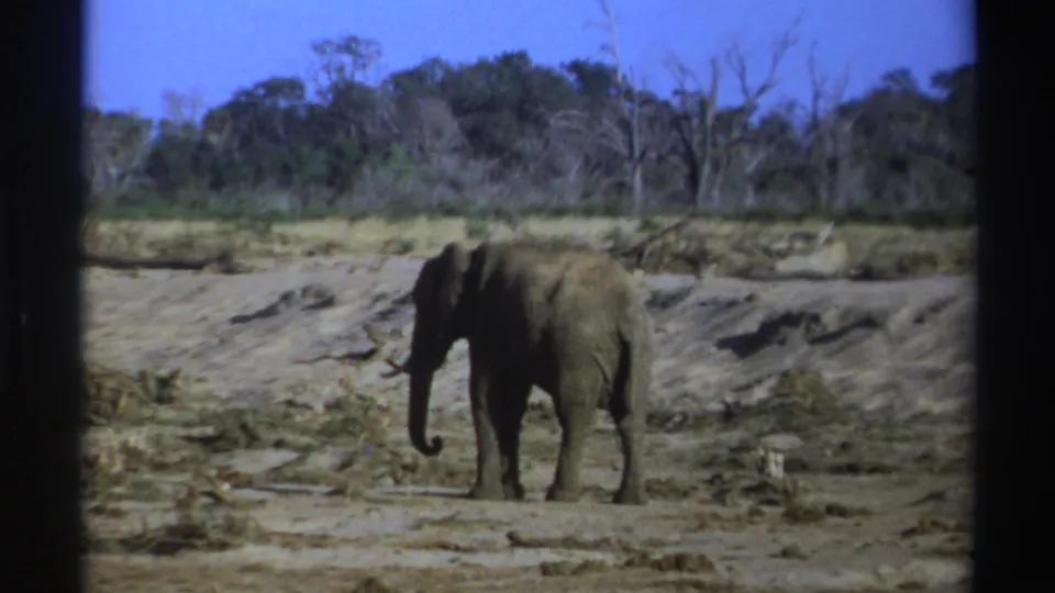 1969 South Africa 8mm frame of an elephant paused or walking slowly across dry mud, bordered by scrub and a distant tree line.