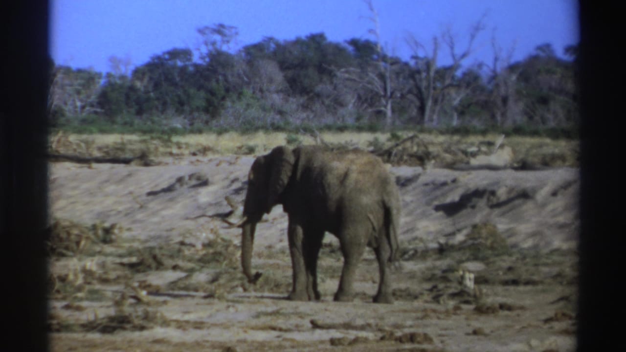 1969 South Africa 8mm frame showing a gray elephant with tusks standing in a dry riverbed under blue sky.