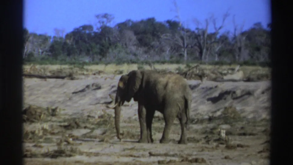 1969 South Africa 8mm frame of a tusked elephant facing left in a dry riverbed with scrubland behind it.
