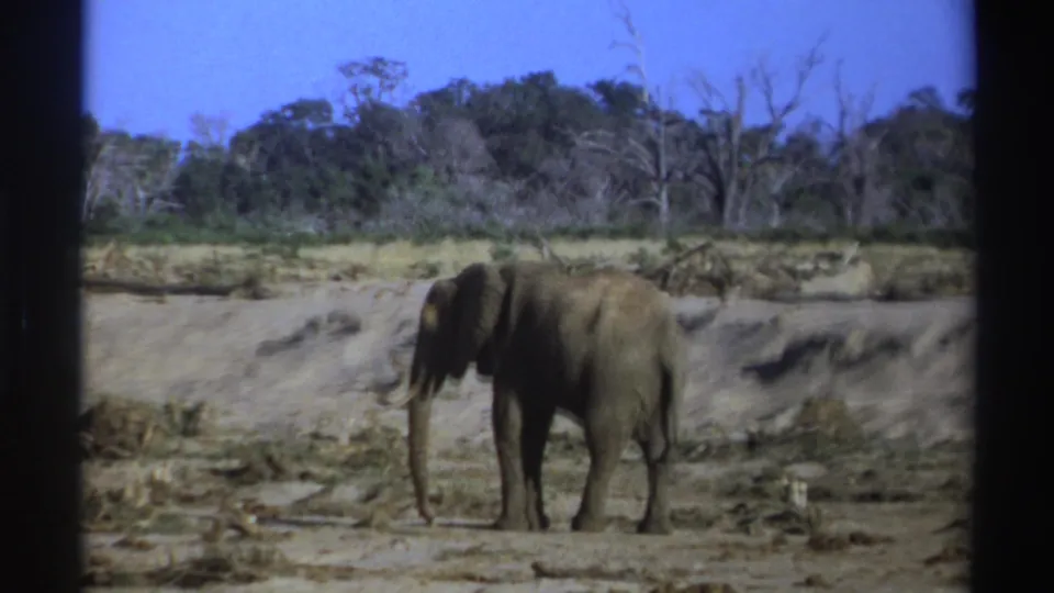 1969 South Africa 8mm frame showing an elephant partly lower in the frame, standing in a dry riverbed below sparse trees.