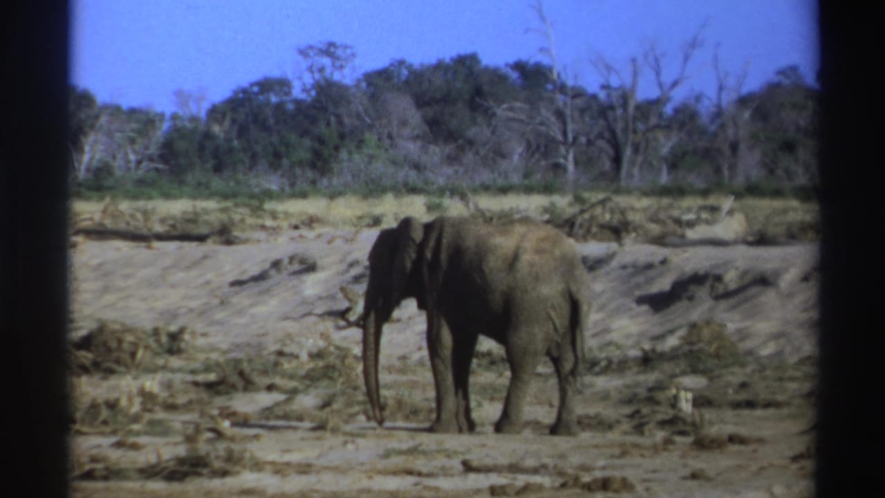 1969 South Africa 8mm frame showing a lone African elephant on parched ground before a mixed green and bare treeline.