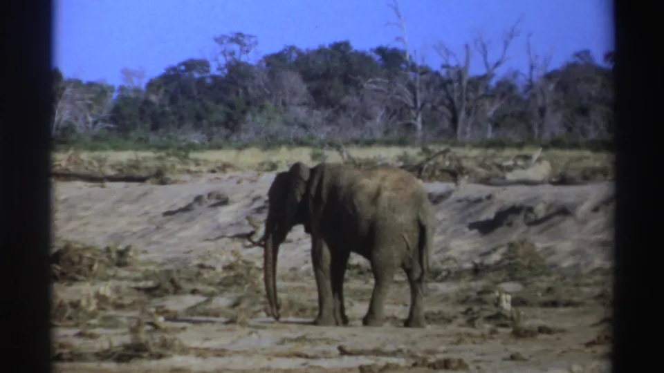 1969 South Africa 8mm frame of an African elephant standing still near brush, with bare trunks and green trees beyond.