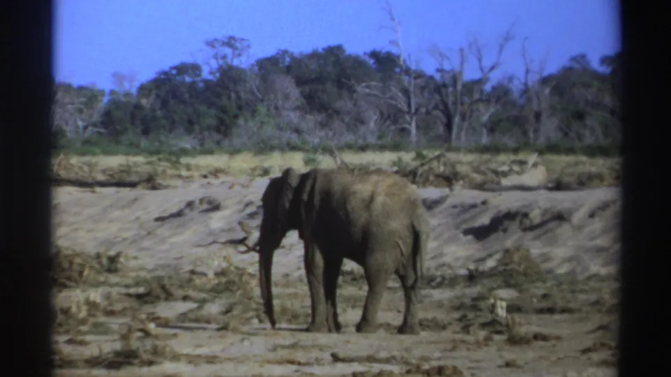 1969 South Africa 8mm frame showing a side view of an elephant on cracked dry earth with scrub and distant trees.
