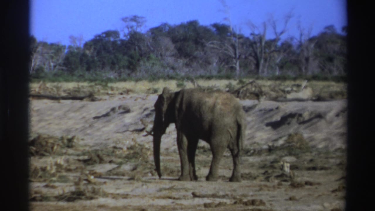1969 South Africa 8mm frame showing a lone elephant in a dry, open wildlife landscape with scrub and distant trees.