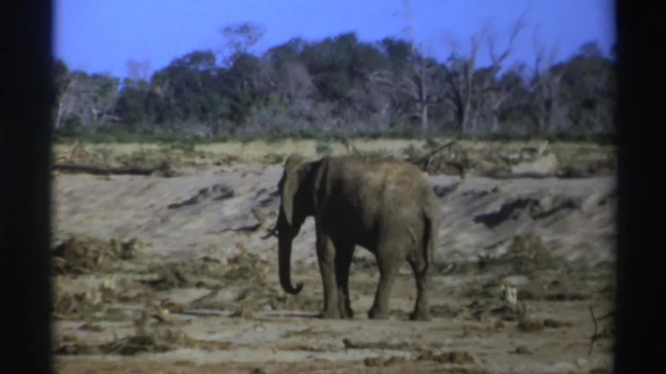1969 South Africa 8mm frame of an elephant in profile, trunk lowered, standing in a dry reserve-like landscape.