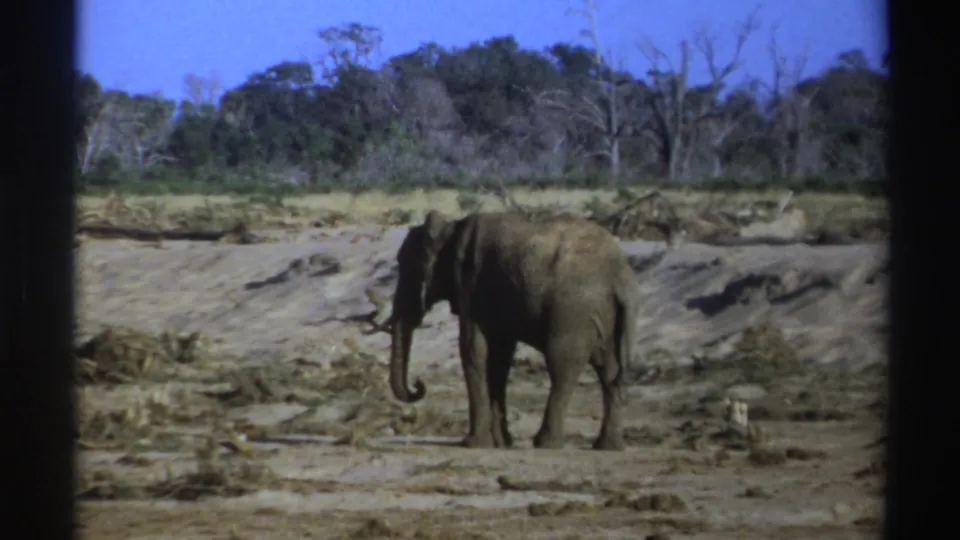 1969 South Africa 8mm frame showing a lone elephant near scattered brush in a sunlit, arid wildlife setting.