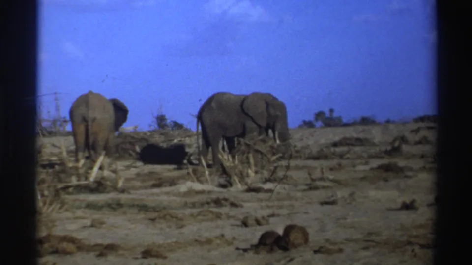 1969 South Africa 8mm frame showing two elephants moving across a dry plain with sparse vegetation and a vivid sky.