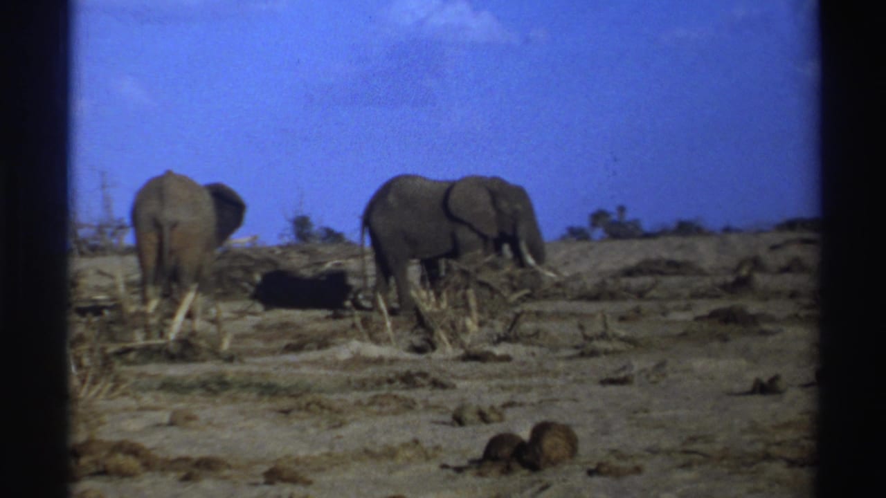 Two elephants on dry ground beneath a blue sky, seen through 8mm film frame edges.