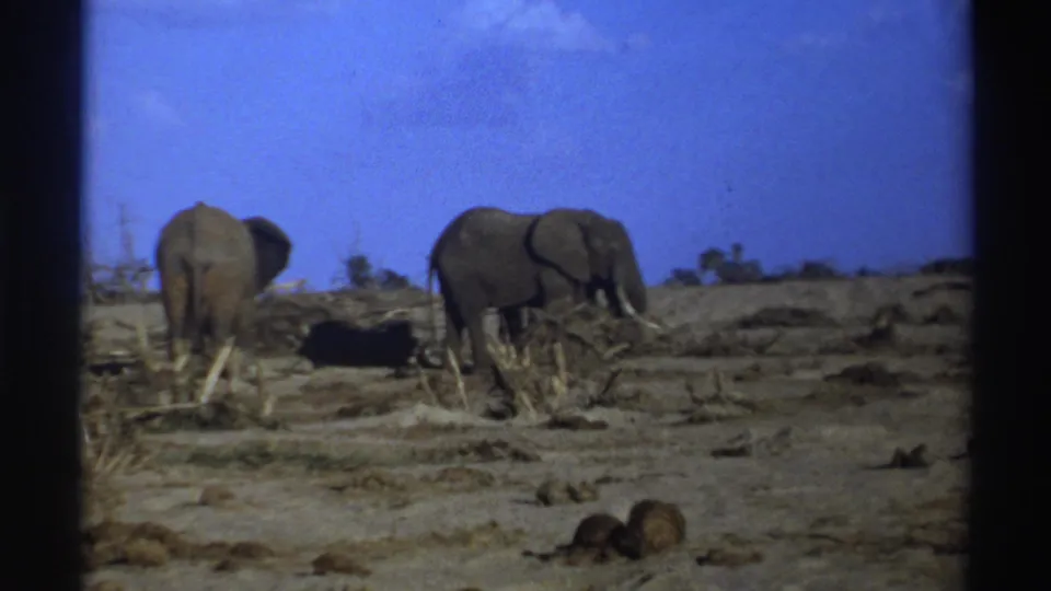 1969 South Africa 8mm frame showing two elephants standing in an arid open landscape with sparse brush and dark film borders.