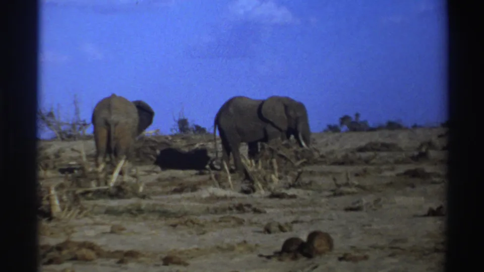 1969 South Africa 8mm frame with two elephants in a dry, sparsely vegetated landscape, one facing away and one in profile.