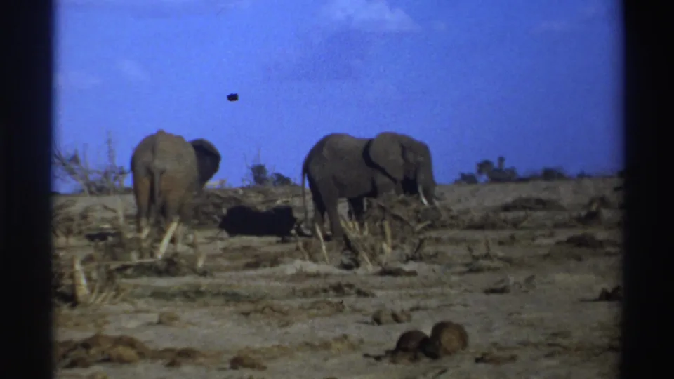 1969 South Africa 8mm frame showing two elephants viewed from a distance across dry ground, with sparse vegetation and visible film grain.