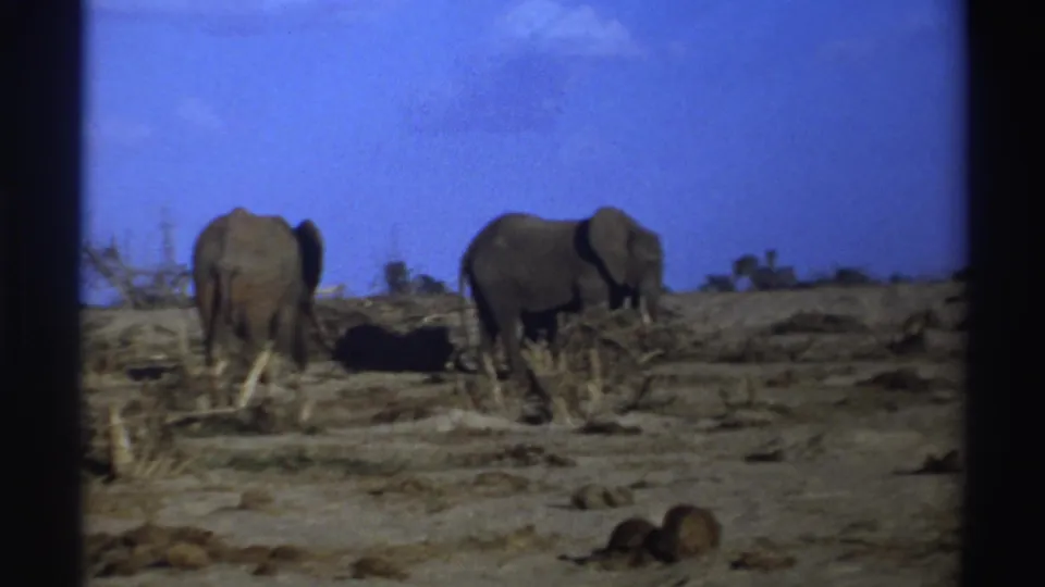 1969 South Africa 8mm frame of two elephants in a dry open setting, framed by dark film edges and soft home-movie exposure.