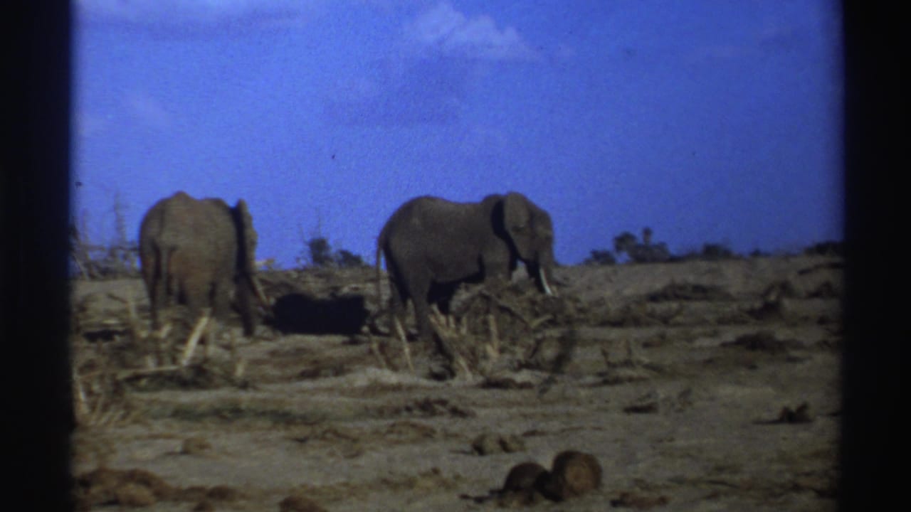 1969 South Africa 8mm frame showing two elephants feeding or standing in a dry savanna landscape under a blue sky.