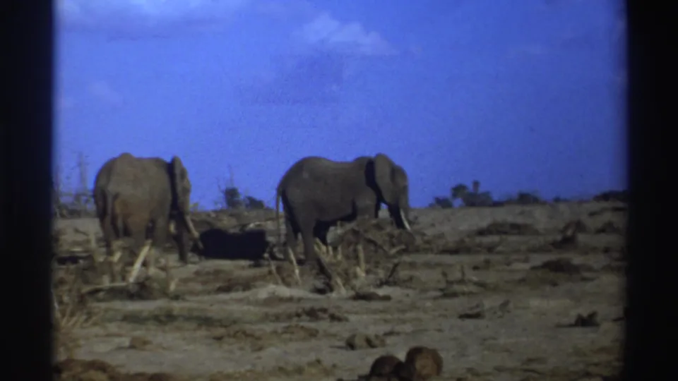 1969 South Africa 8mm frame of two elephants in a dry open habitat, with low vegetation and a saturated blue sky.