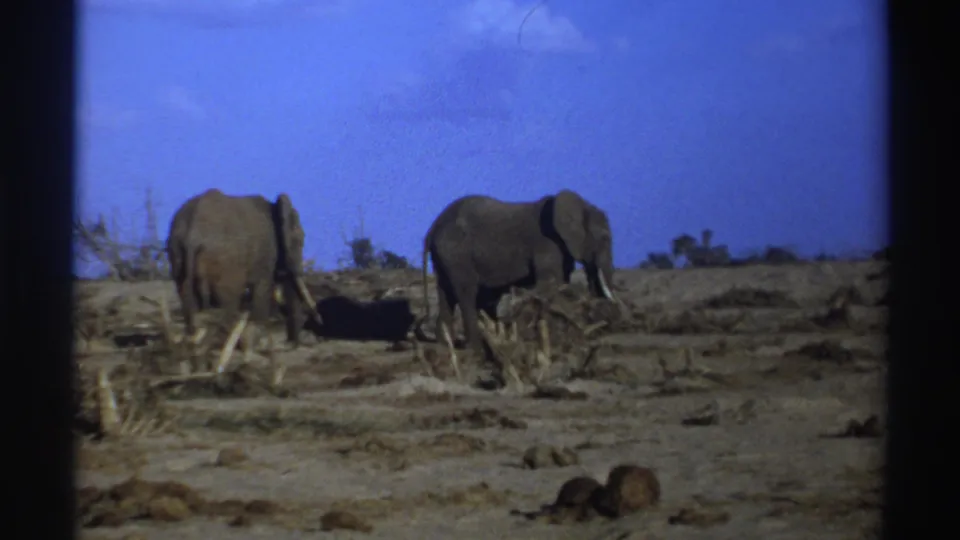 1969 South Africa 8mm frame showing elephants in a sparse savanna scene, with dry ground and dark film borders visible.