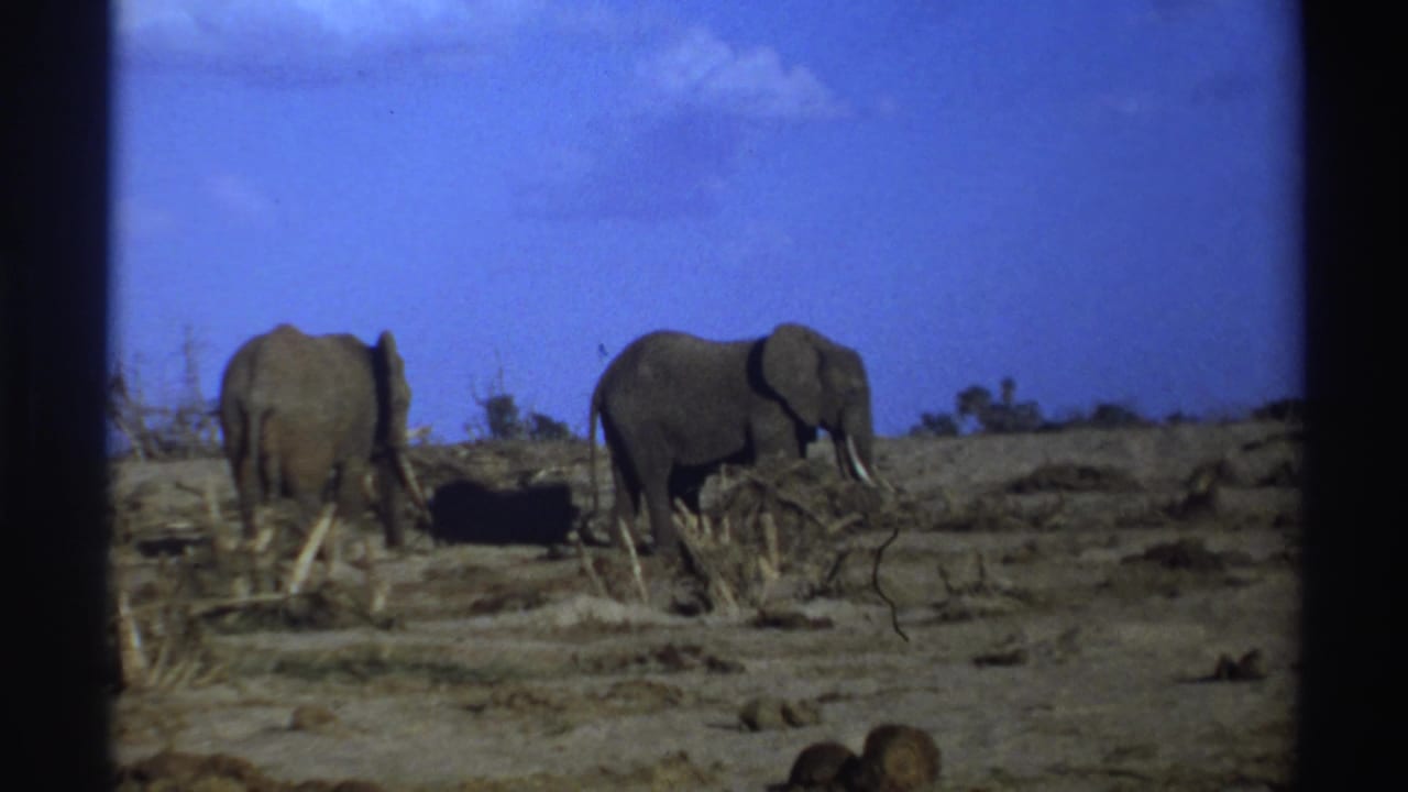 Two elephants stand on dry open ground beneath a blue sky.