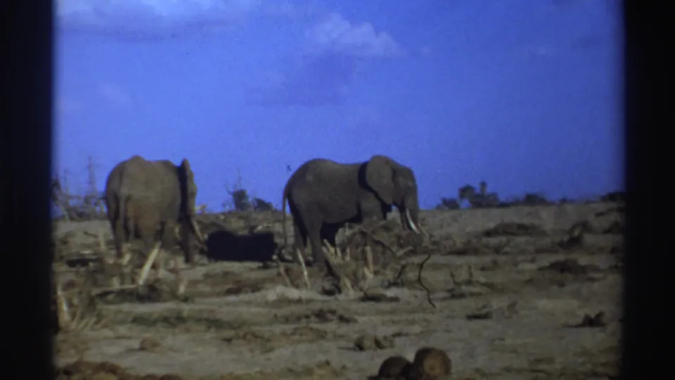 Two African elephants stand on parched earth in 1969 South Africa home-movie footage, with sparse brush and blue sky behind them.