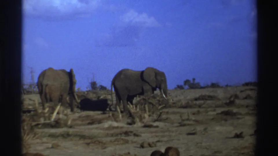 The elephants are seen from a distance on parched South African ground, framed by sparse brush and saturated 8mm blue sky.