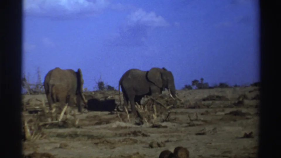 In this 1969 South Africa frame, two elephants stand near dry brush on open ground, with the home-movie frame edge visible.