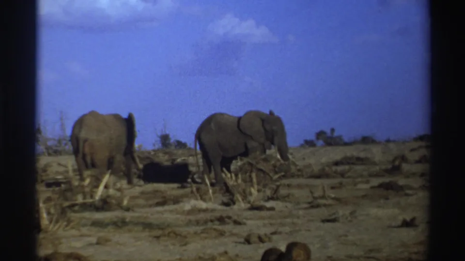 Two elephants are visible on dry savanna-like terrain in South Africa, captured with grain and soft color from 8mm home-movie film.