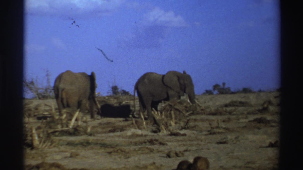 1969 South Africa 8mm frame showing two elephants in a dry, open landscape with low scrub and film-frame edges.