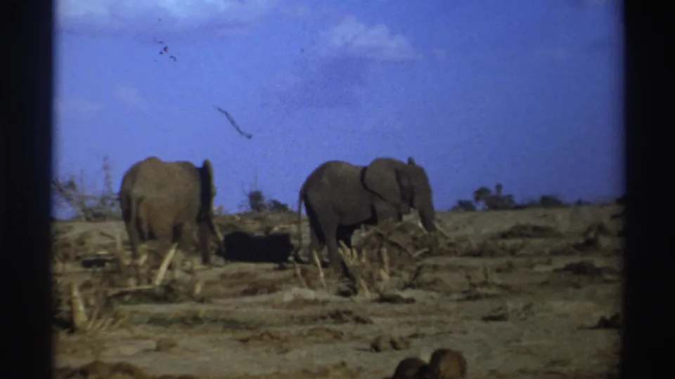 1969 South Africa 8mm frame showing two elephants in a dry, open landscape with low scrub and film-frame edges.
