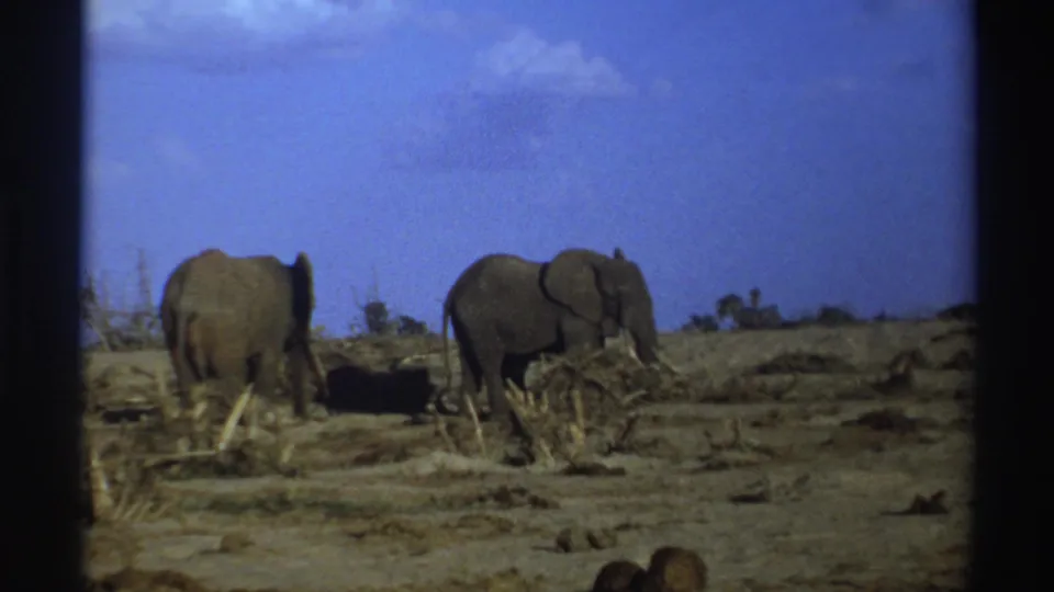 Vintage 8mm safari view of two elephants standing apart on dry ground in South Africa, with scrub and a deep blue sky.