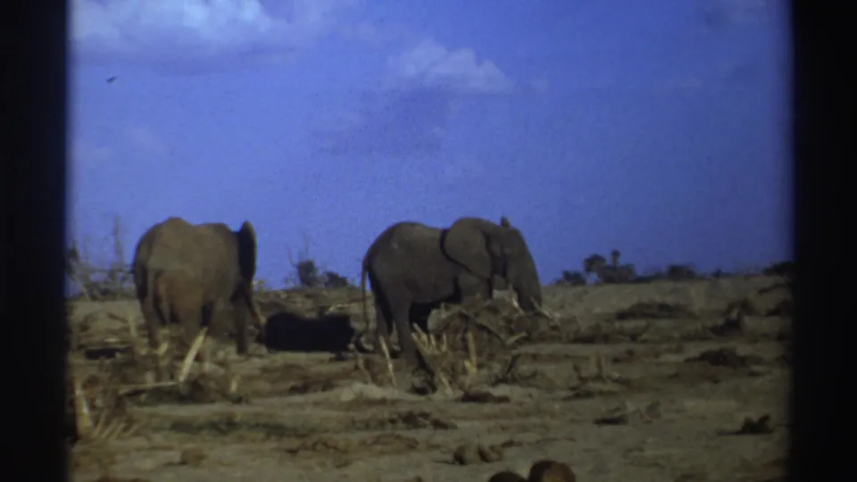 1969 South Africa home-movie frame with two elephants on dry ground, sparse brush in the foreground, and visible 8mm texture.