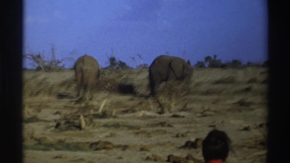 Late-1960s 8mm frame of two elephants in a South African dry landscape, with sparse scrub and a dark foreground shape at the lower edge.